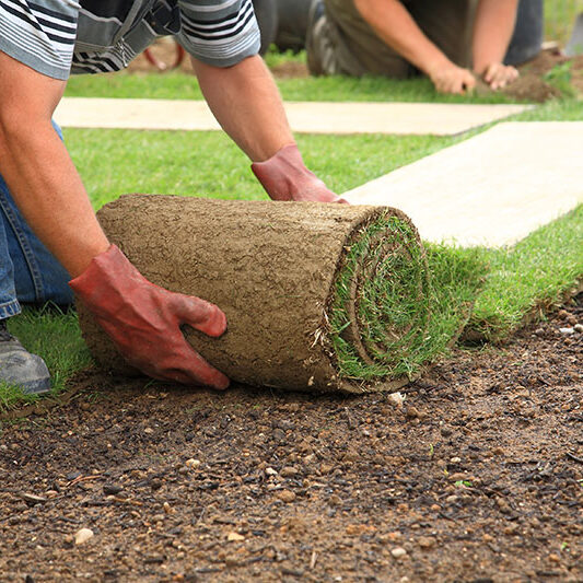 Lawns_01.jpg Lawns_01.jpg