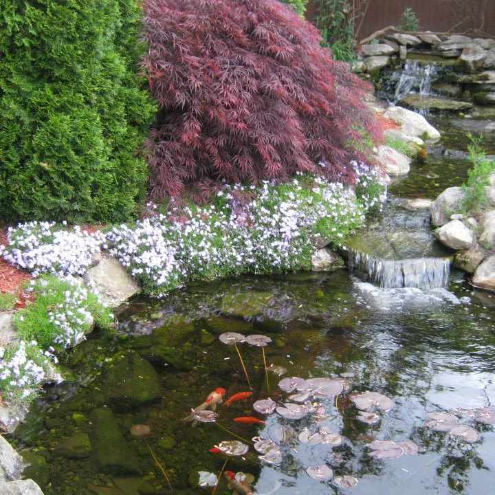 Ponds-and-Waterfalls_43-circle Paradise in your backyard